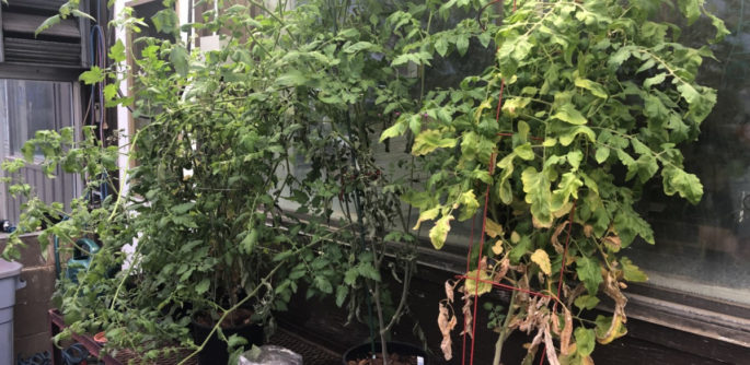Image of large tomato plants in a greenhouse.