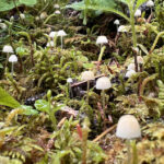 small white mushrooms erupting from green moss on a rainy day.