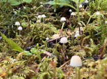 small white mushrooms erupting from green moss on a rainy day.