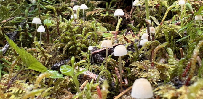 small white mushrooms erupting from green moss on a rainy day.