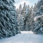 A serene snow-covered path through a winter forest, surrounded by frosty conifer trees.