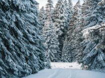 A serene snow-covered path through a winter forest, surrounded by frosty conifer trees.