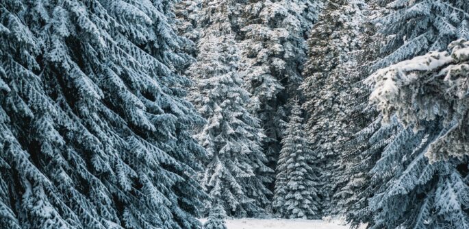 A serene snow-covered path through a winter forest, surrounded by frosty conifer trees.